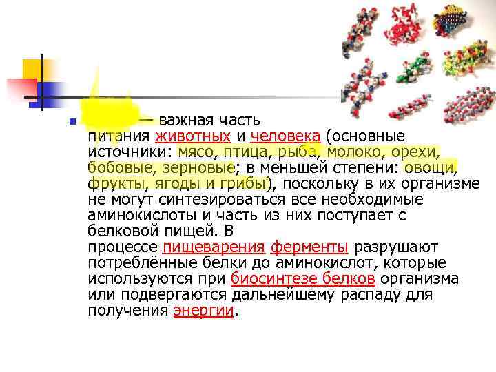 n Белки — важная часть питания животных и человека (основные источники: мясо, птица, рыба,