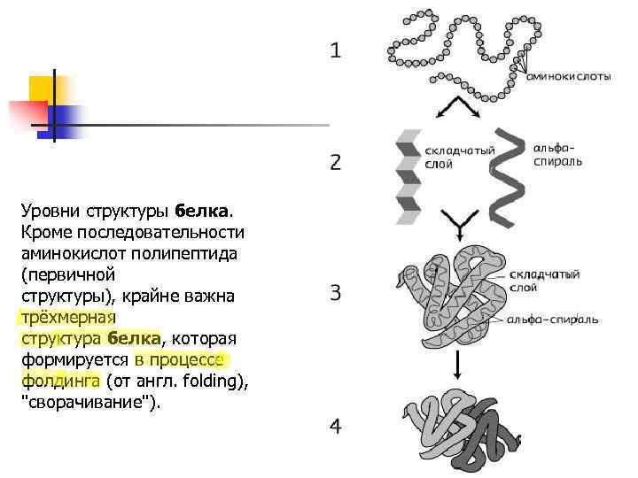 Уровни структуры белка. Кроме последовательности аминокислот полипептида (первичной структуры), крайне важна трёхмерная структура белка,