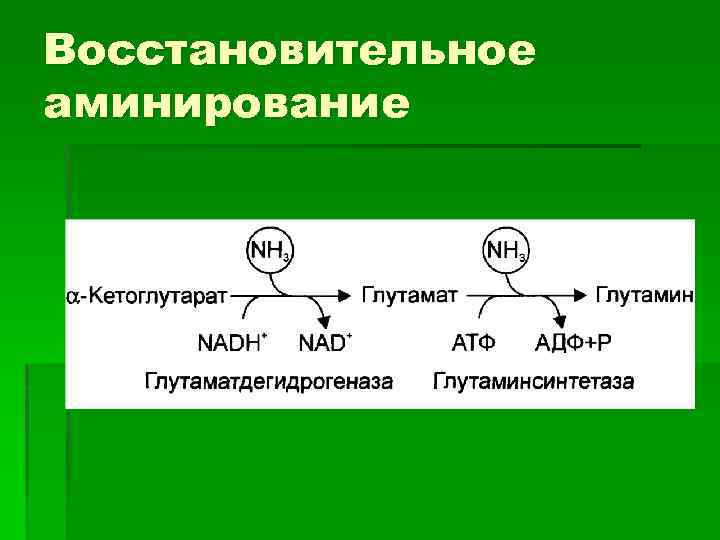 Восстановительное аминирование 