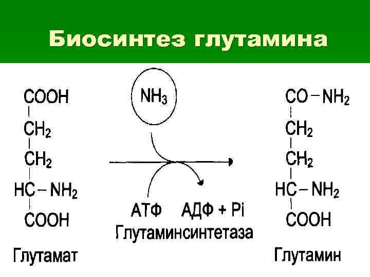 Биосинтез глутамина 