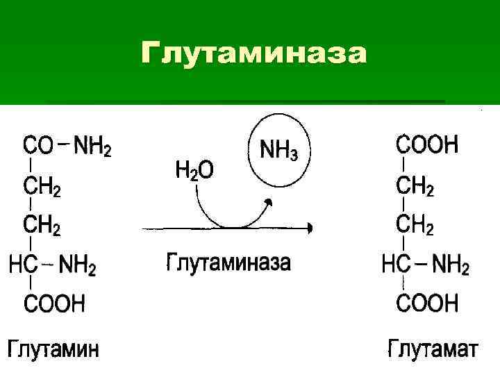 Глутаминаза 