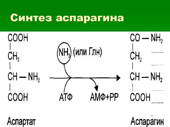 Синтез аспарагина 