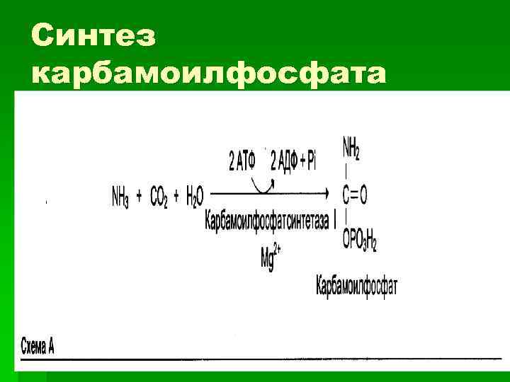 Синтез карбамоилфосфата 