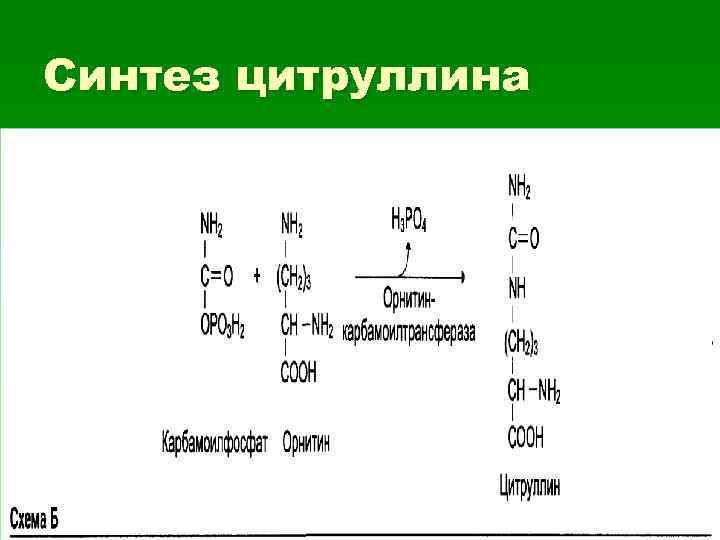 Синтез цитруллина 