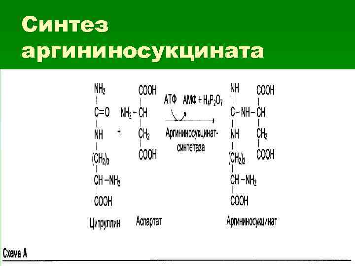 Синтез аргининосукцината 
