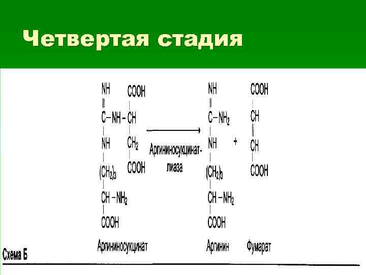 Четвертая стадия 