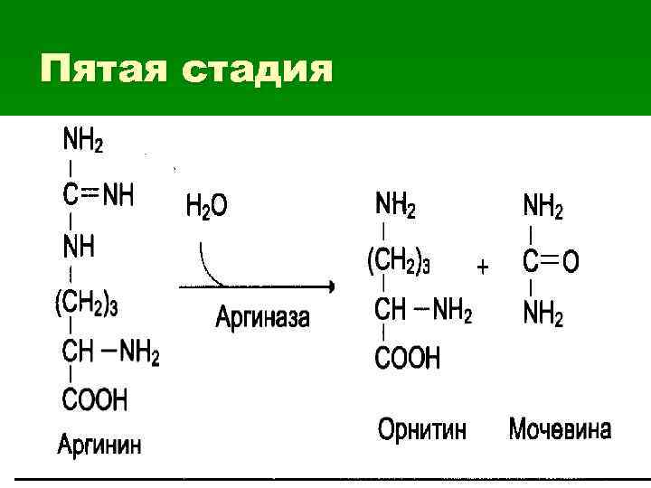 Пятая стадия 