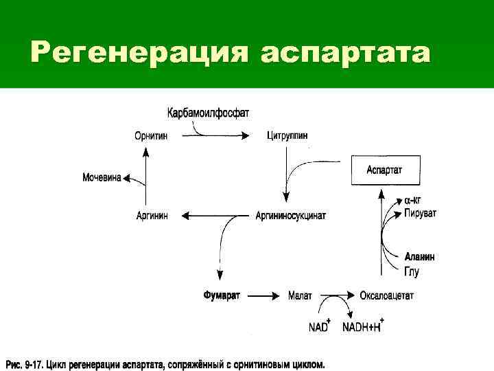 Регенерация аспартата 