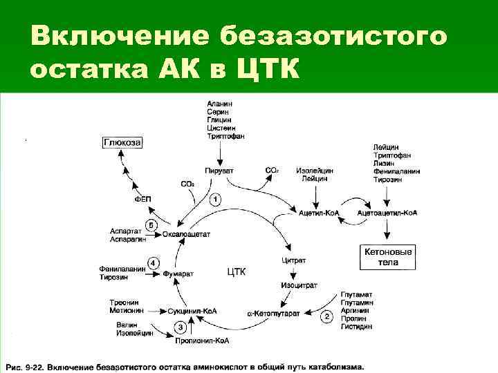 Включение безазотистого остатка АК в ЦТК 