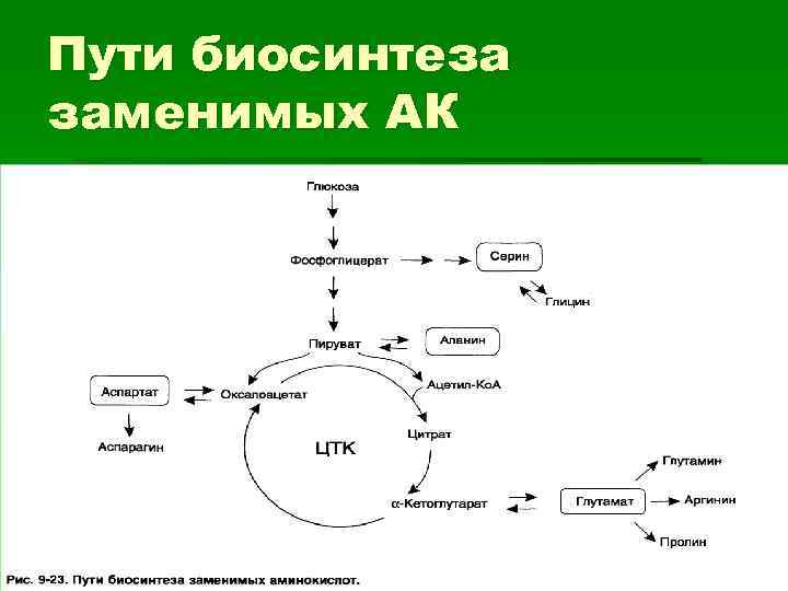 Пути биосинтеза заменимых АК 