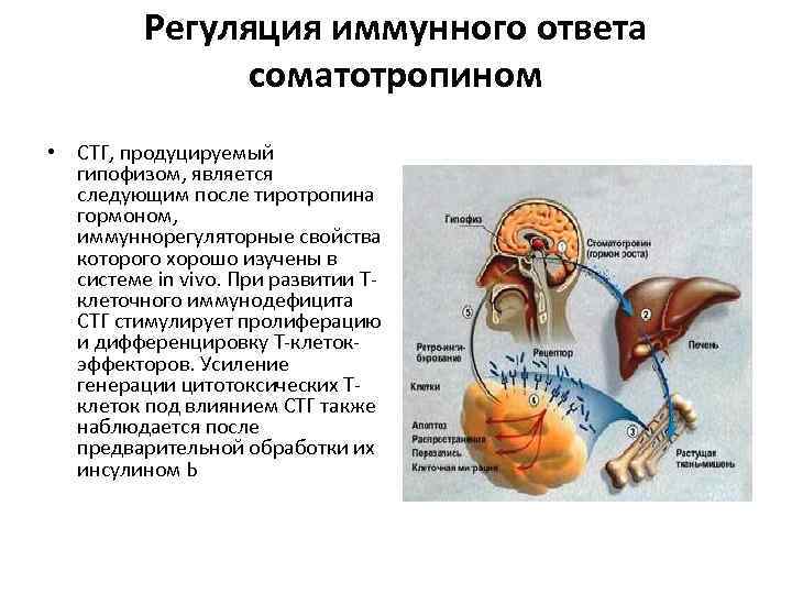 Регуляция иммунного ответа соматотропином • СТГ, продуцируемый гипофизом, является следующим после тиротропина гормоном, иммуннорегуляторные