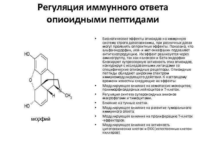 Регуляция иммунного ответа опиоидными пептидами • • • морфий • • Биологические эффекты опиоидов