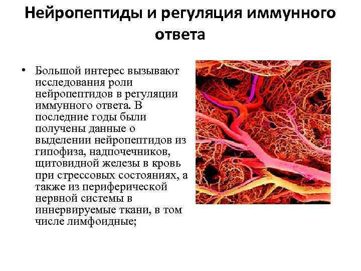 Нейропептиды и регуляция иммунного ответа • Большой интерес вызывают исследования роли нейропептидов в регуляции