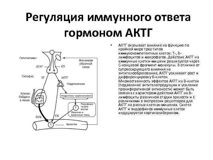 Регуляция иммунного ответа гормоном АКТГ • АКТГ оказывает влияние на функцию по крайней мере