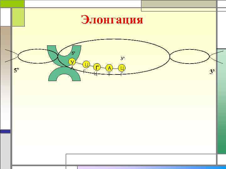Элонгация 5’ У 5’ А 3’ Ц Г Г Ц А Т Ц Г