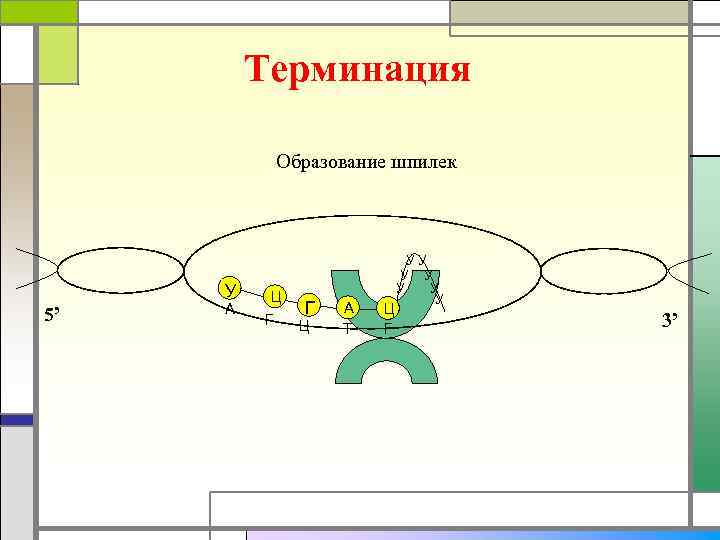 Терминация Образование шпилек У 5’ А Ц Г Г Ц А Т Ц Г