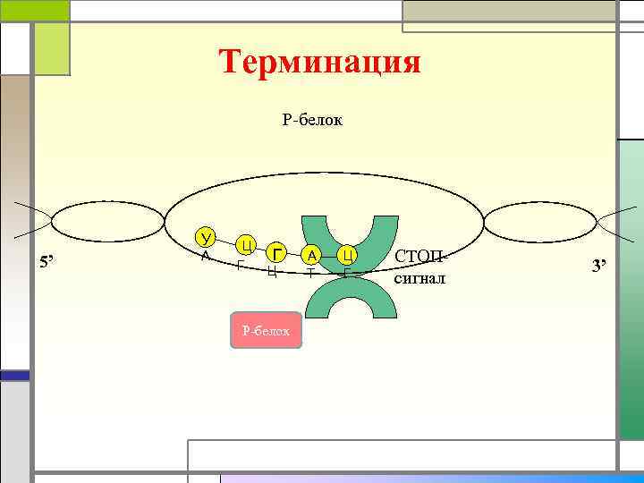 Терминация Р-белок У 5’ А Ц Г Г Ц Р-белок А Т Ц Г