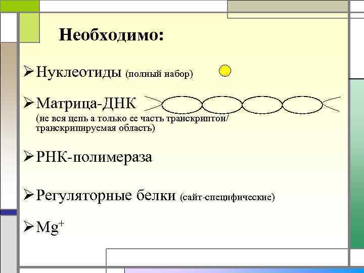 Необходимо: Ø Нуклеотиды (полный набор) Ø Матрица-ДНК (не вся цепь а только ее часть
