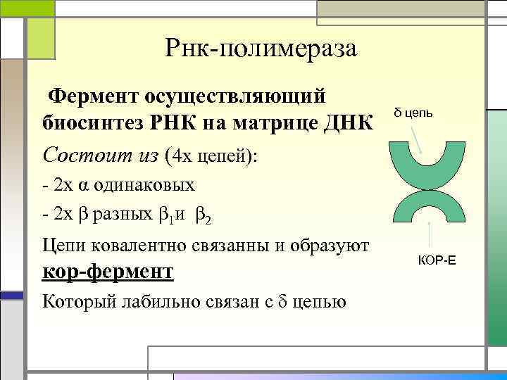 Рнк-полимераза Фермент осуществляющий биосинтез РНК на матрице ДНК Состоит из (4 х цепей): δ