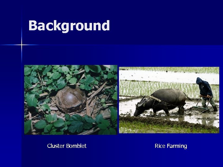 Background Cluster Bomblet Rice Farming 