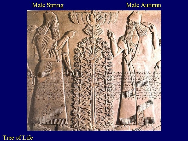 Male Spring Tree of Life Male Autumn 