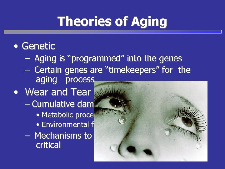 Theories of Aging • Genetic – Aging is “programmed” into the genes – Certain