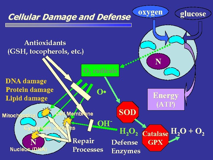 Cellular Damage and Defense oxygen glucose Antioxidants (GSH, tocopherols, etc. ) N O 2