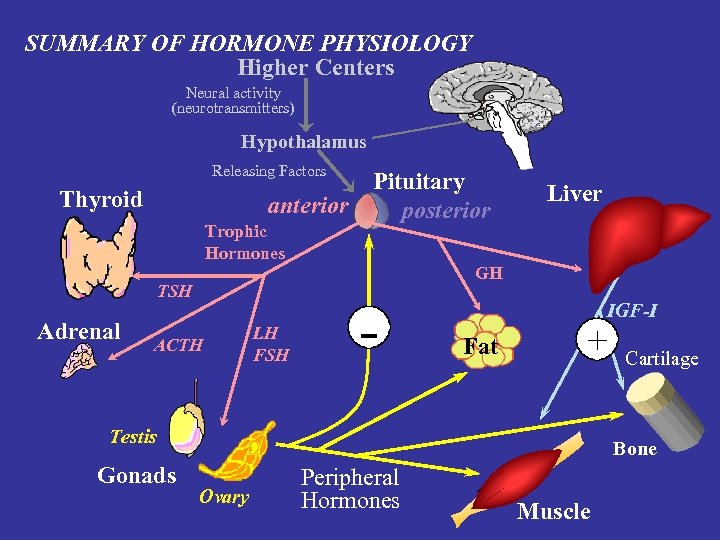 SUMMARY OF HORMONE PHYSIOLOGY Higher Centers Neural activity (neurotransmitters) Hypothalamus Releasing Factors Thyroid anterior
