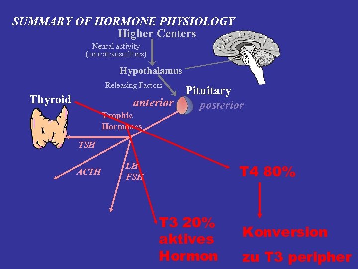 SUMMARY OF HORMONE PHYSIOLOGY Higher Centers Neural activity (neurotransmitters) Hypothalamus Releasing Factors Thyroid anterior