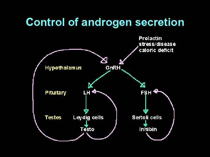 Control of androgen secretion 