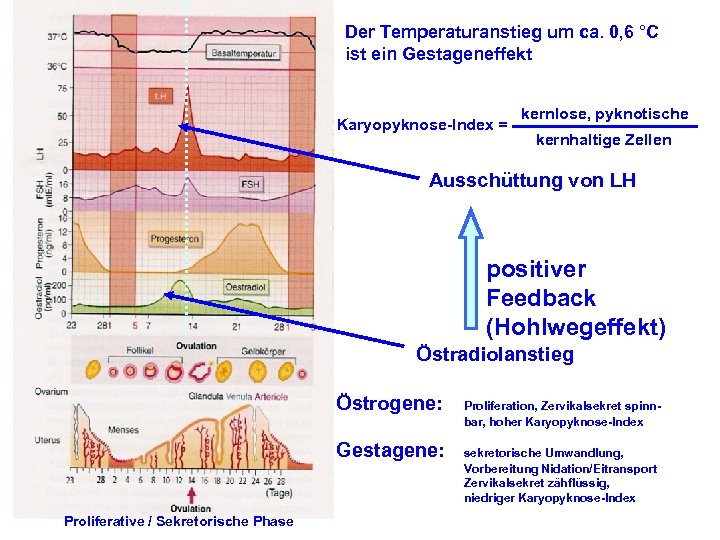 Der Temperaturanstieg um ca. 0, 6 °C ist ein Gestageneffekt Karyopyknose-Index = kernlose, pyknotische