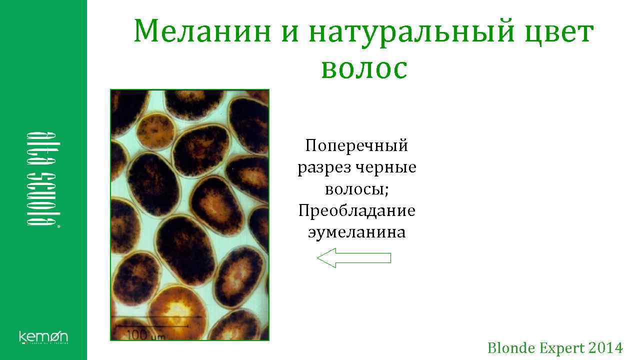 Меланин и натуральный цвет волос Поперечный разрез черные волосы; Преобладание эумеланина Blonde Expert 2014