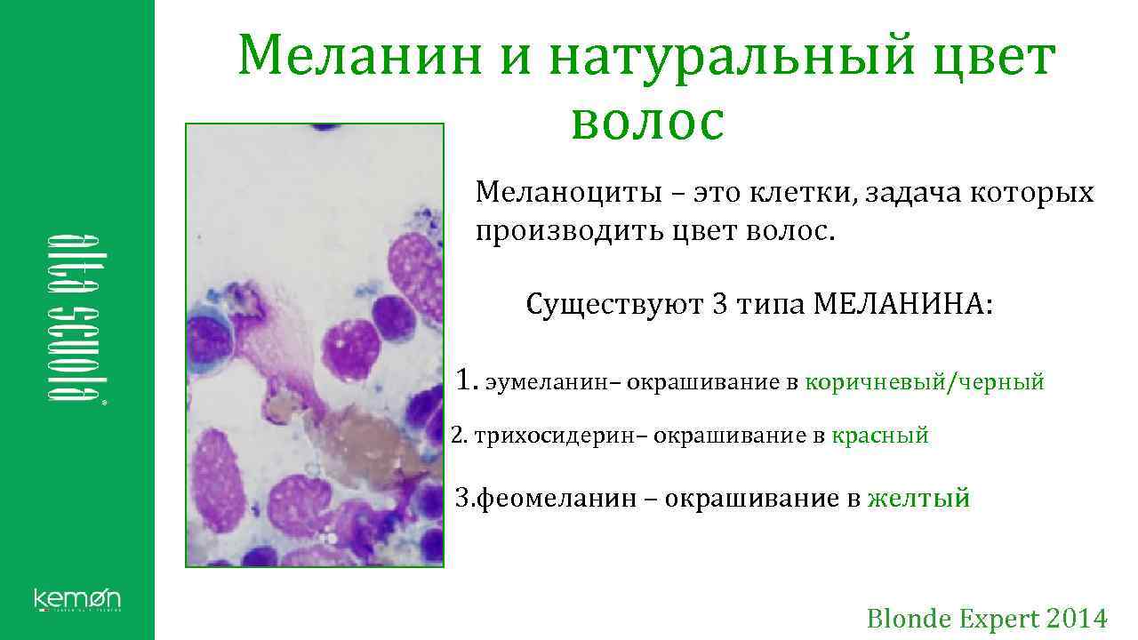 Меланин и натуральный цвет волос Меланоциты – это клетки, задача которых производить цвет волос.