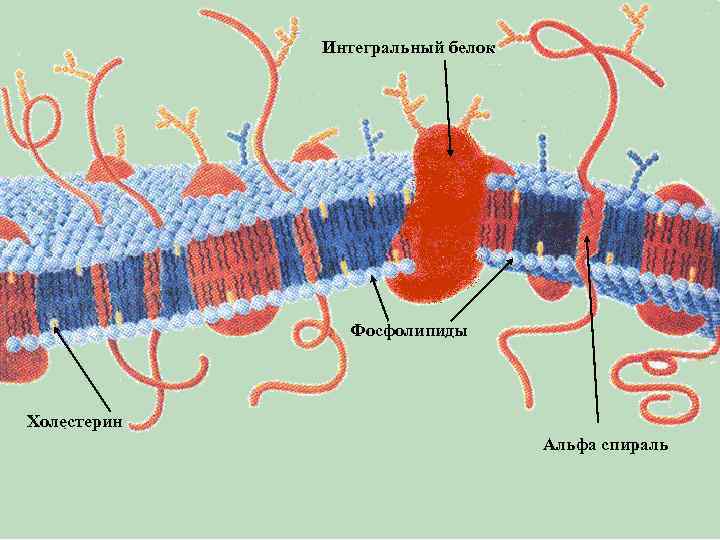 Интегральный белок Фосфолипиды Холестерин Альфа спираль 