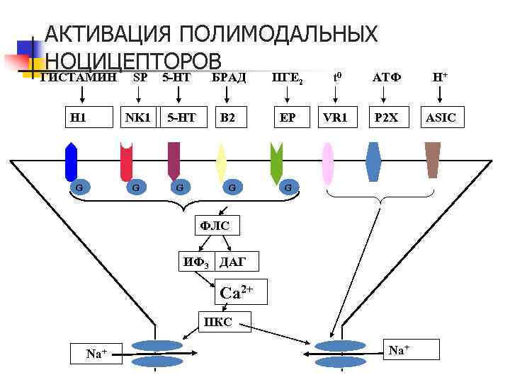 АКТИВАЦИЯ ПОЛИМОДАЛЬНЫХ НОЦИЦЕПТОРОВ ГИСТАМИН SP H 1 NK 1 5 -HT G G G