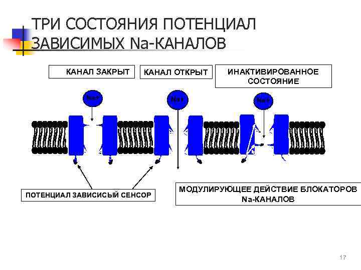 ТРИ СОСТОЯНИЯ ПОТЕНЦИАЛ ЗАВИСИМЫХ Na-КАНАЛОВ КАНАЛ ЗАКРЫТ КАНАЛ ОТКРЫТ Na+ ПОТЕНЦИАЛ ЗАВИСИСЫЙ СЕНСОР Na+