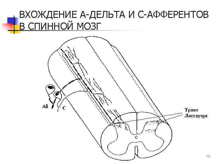 ВХОЖДЕНИЕ А-ДЕЛЬТА И С-АФФЕРЕНТОВ В СПИННОЙ МОЗГ Ad C Тракт Лиссауера 18 