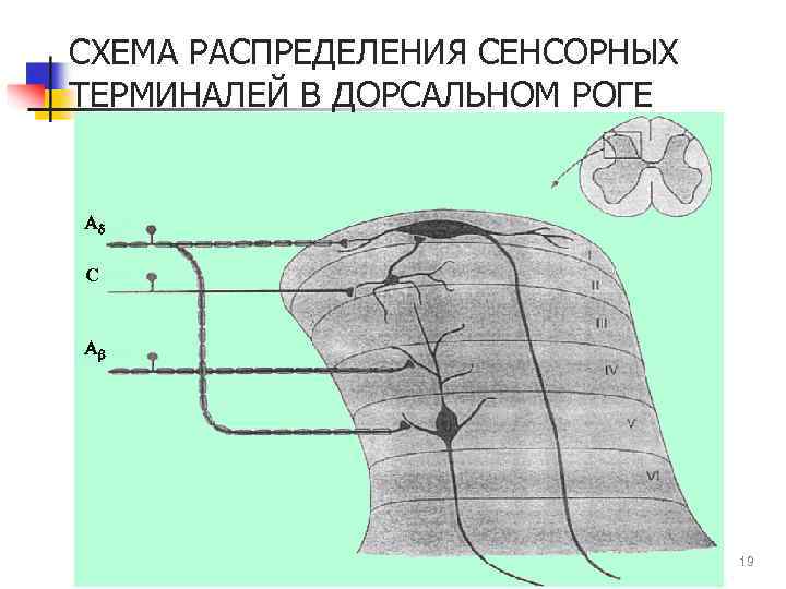 СХЕМА РАСПРЕДЕЛЕНИЯ СЕНСОРНЫХ ТЕРМИНАЛЕЙ В ДОРСАЛЬНОМ РОГЕ Ad С Ab 19 