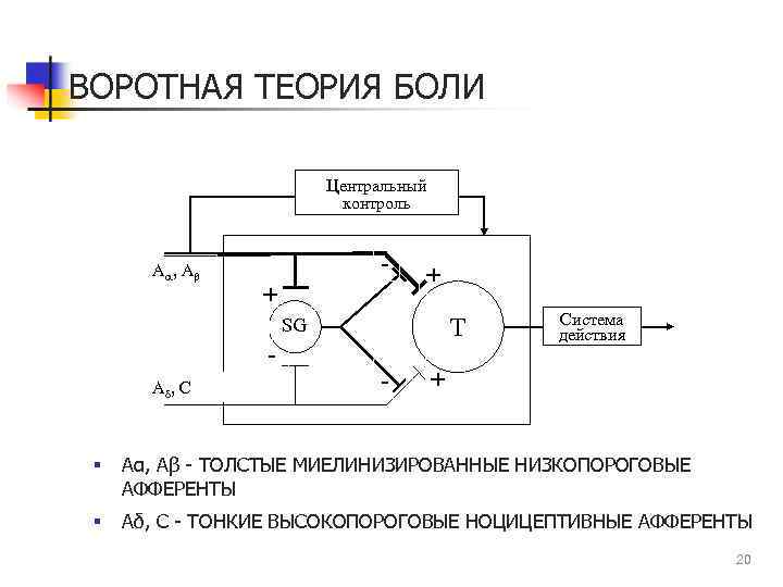 ВОРОТНАЯ ТЕОРИЯ БОЛИ Центральный контроль Aa, Ab + + Т SG Ad , C