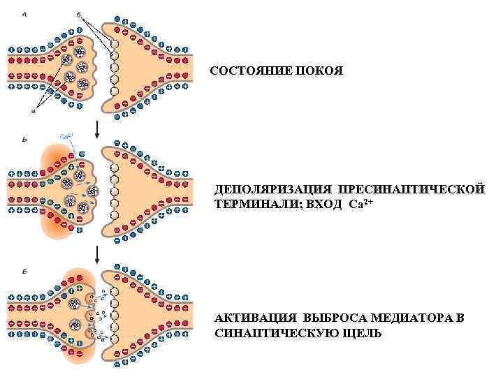 СОСТОЯНИЕ ПОКОЯ ДЕПОЛЯРИЗАЦИЯ ПРЕСИНАПТИЧЕСКОЙ ТЕРМИНАЛИ; ВХОД Са 2+ АКТИВАЦИЯ ВЫБРОСА МЕДИАТОРА В СИНАПТИЧЕСКУЮ ЩЕЛЬ