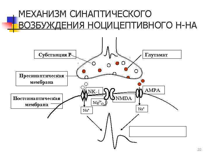 МЕХАНИЗМ СИНАПТИЧЕСКОГО ВОЗБУЖДЕНИЯ НОЦИЦЕПТИВНОГО Н-НА Субстанция Р Глутамат Пресинаптическая мембрана AMPA NK-1 Постсинаптическая мембрана