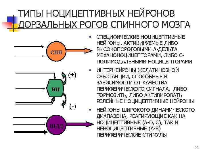 ТИПЫ НОЦИЦЕПТИВНЫХ НЕЙРОНОВ ДОРЗАЛЬНЫХ РОГОВ СПИННОГО МОЗГА § СПЕЦИФИЧЕСКИЕ НОЦИЦЕПТИВНЫЕ НЕЙРОНЫ, АКТИВИРУЕМЫЕ ЛИБО ВЫСОКОПОРОГОВЫМИ