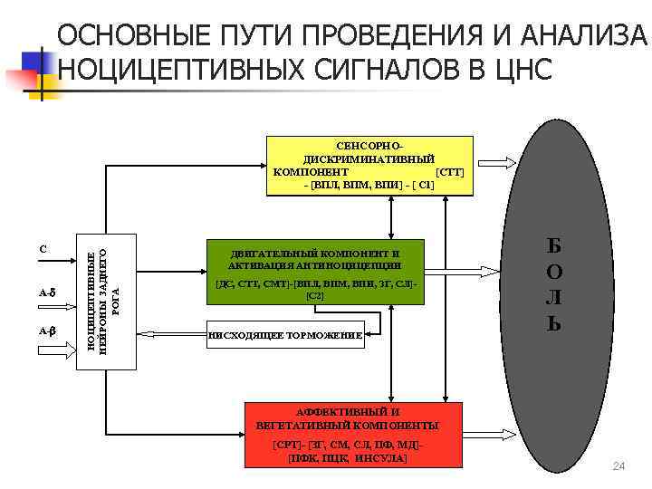 ОСНОВНЫЕ ПУТИ ПРОВЕДЕНИЯ И АНАЛИЗА НОЦИЦЕПТИВНЫХ СИГНАЛОВ В ЦНС С А-d А-b НОЦИЦЕПТИВНЫЕ НЕЙРОНЫ