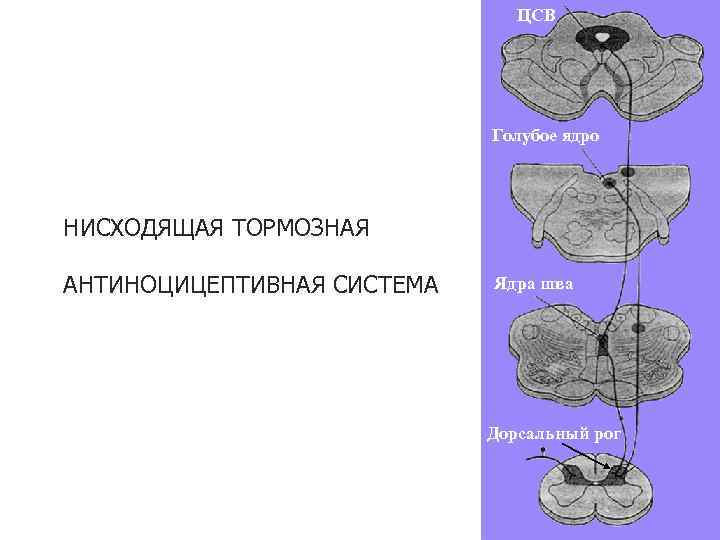 ЦСВ Голубое ядро НИСХОДЯЩАЯ ТОРМОЗНАЯ АНТИНОЦИЦЕПТИВНАЯ СИСТЕМА Ядра шва Дорсальный рог 26 