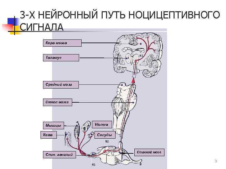 3 -Х НЕЙРОННЫЙ ПУТЬ НОЦИЦЕПТИВНОГО СИГНАЛА Кора мозга Таламус Средний мозг Ствол мозга Мышцы