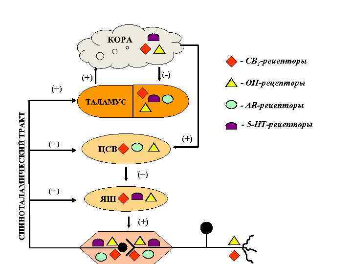 ЭНДОГЕННАЯ СИСТЕМА ОБЕЗБОЛИВАНИЯ КОРА - СВ 1 -рецепторы (-) (+) - ОП-рецепторы (+) СПИНОТАЛАМИЧЕСКИЙ