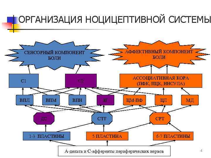 ОРГАНИЗАЦИЯ НОЦИЦЕПТИВНОЙ СИСТЕМЫ АФФЕКТИВНЫЙ КОМПОНЕНТ БОЛИ СЕНСОРНЫЙ КОМПОНЕНТ БОЛИ С 1 АССОЦИАТИВНАЯ КОРА (ПФК,