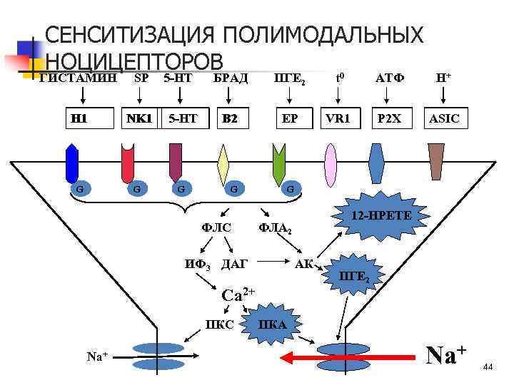 СЕНСИТИЗАЦИЯ ПОЛИМОДАЛЬНЫХ НОЦИЦЕПТОРОВ ГИСТАМИН SP H 1 NK 1 G G 5 -HT G