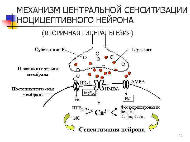 Схема механизмов развития первичной и вторичной гиперальгезии