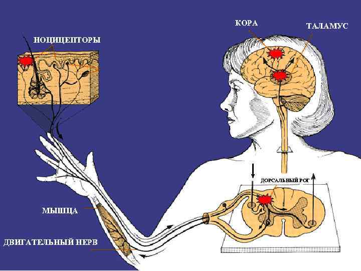 КОРА ТАЛАМУС НОЦИЦЕПТОРЫ ДОРСАЛЬНЫЙ РОГ МЫШЦА ДВИГАТЕЛЬНЫЙ НЕРВ 